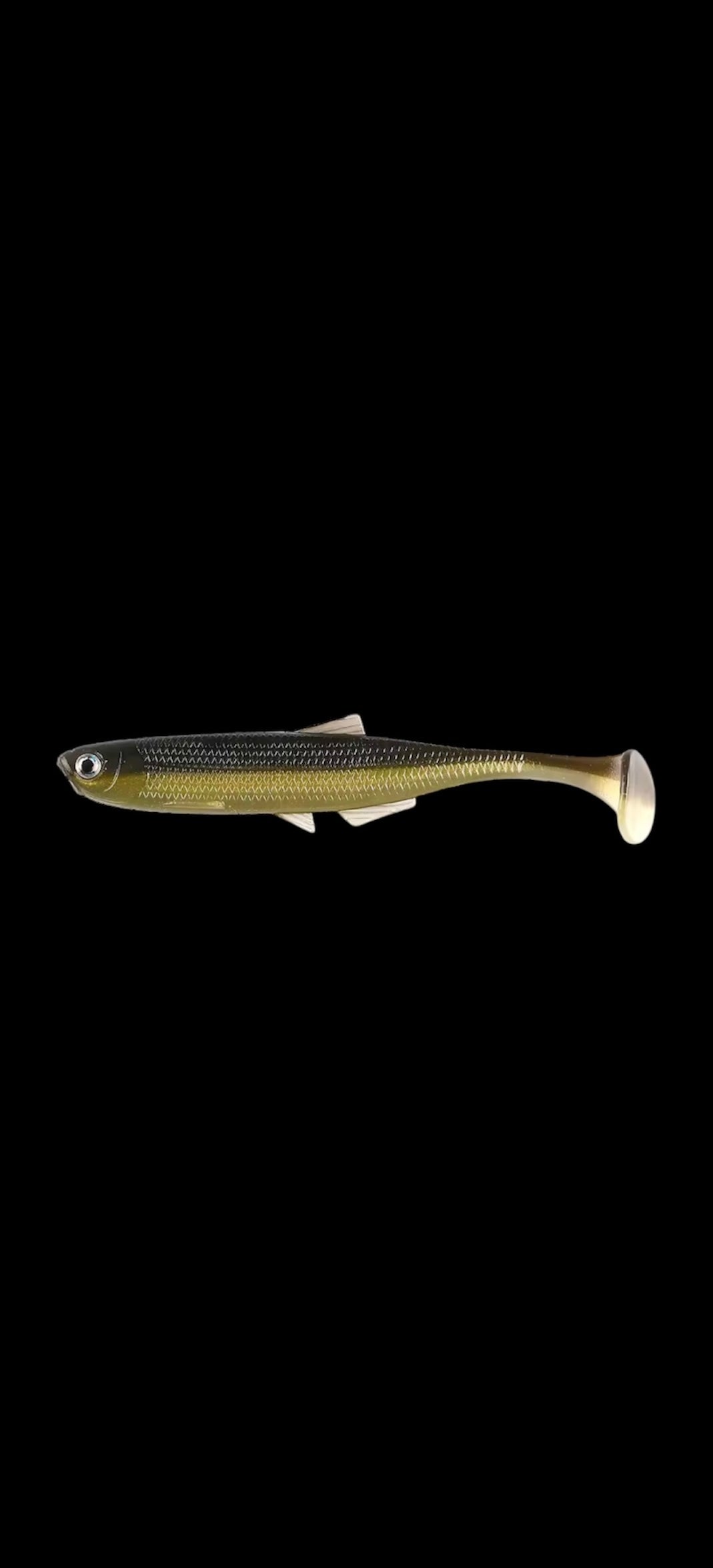 Slab Minnow (Gold Mullet)