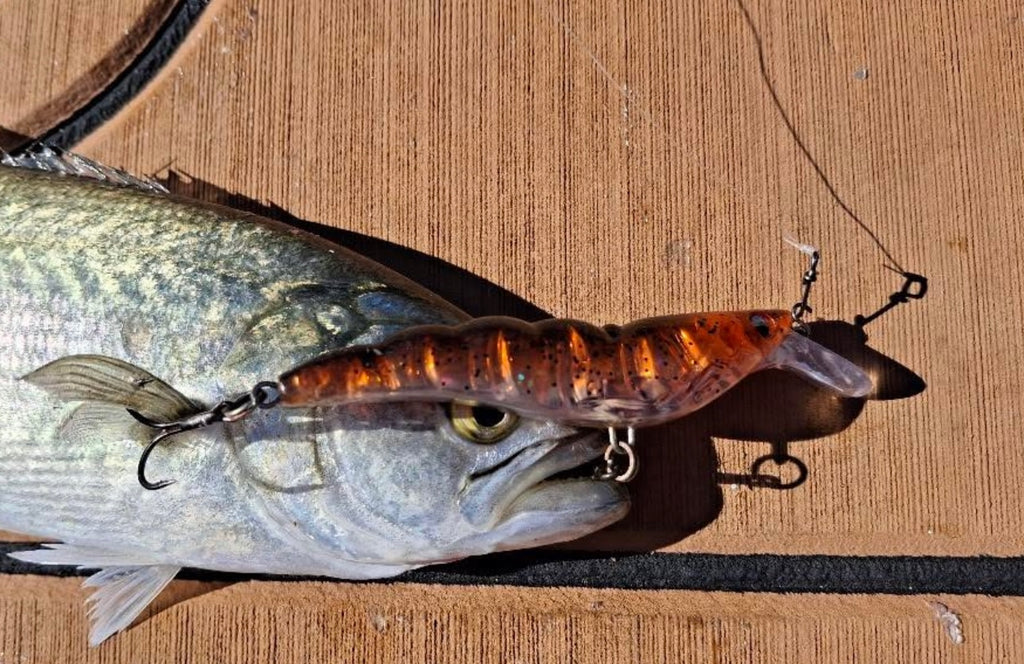 SP Prawn (Golden Shima)