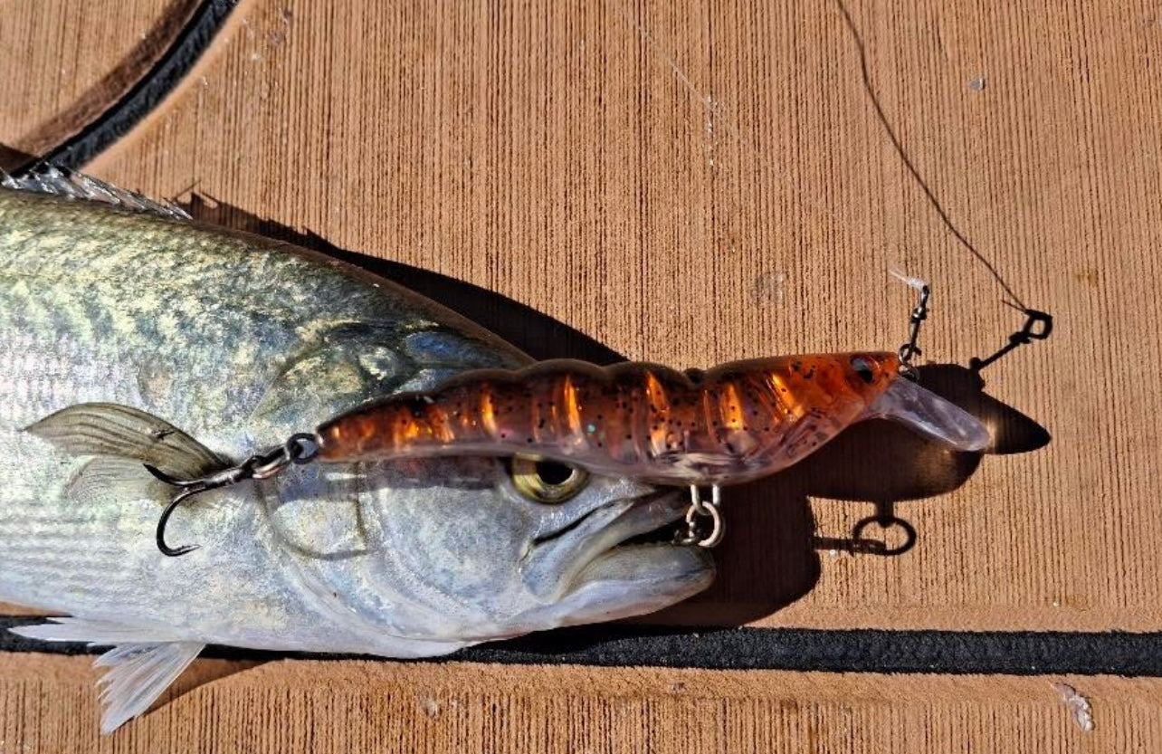 SP Prawn (Golden Shima)