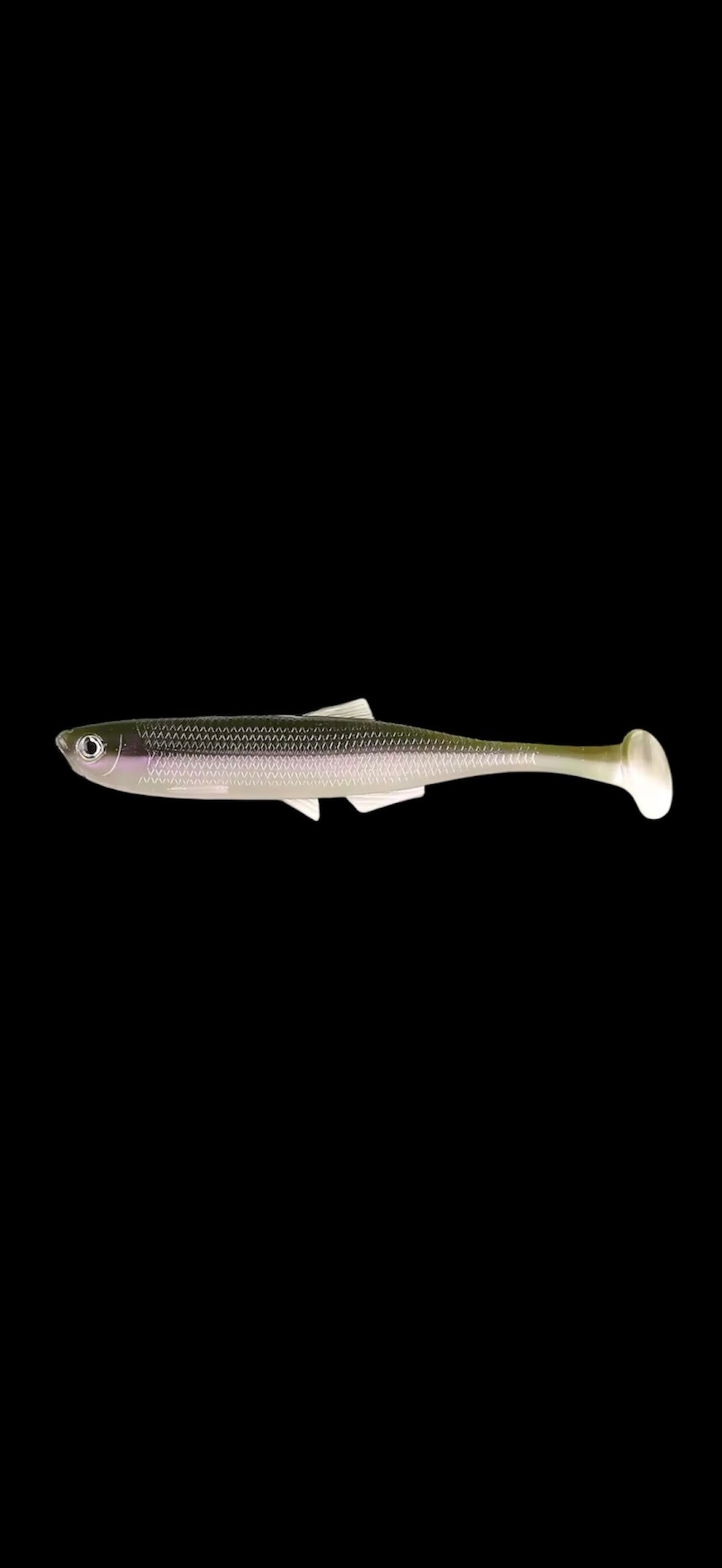 Slab Minnow (Olive Mullet)