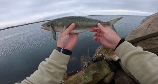 SS Minnow (Classic Mullet)